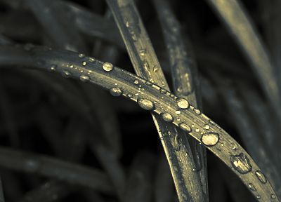green, nature, grass, water drops - random desktop wallpaper