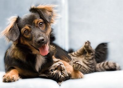 cats, animals, dogs, kittens - desktop wallpaper
