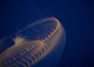 jellyfish, underwater - desktop wallpaper