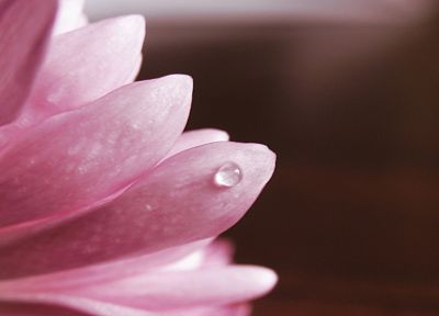flowers, water drops, macro, pink flowers - random desktop wallpaper