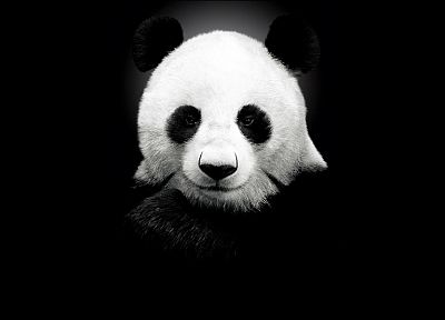 panda bears, monochrome - desktop wallpaper