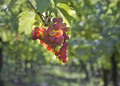 fruits, grapes - related desktop wallpaper