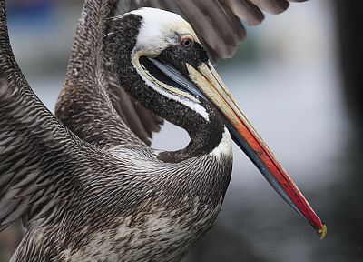 birds, pelicans - related desktop wallpaper