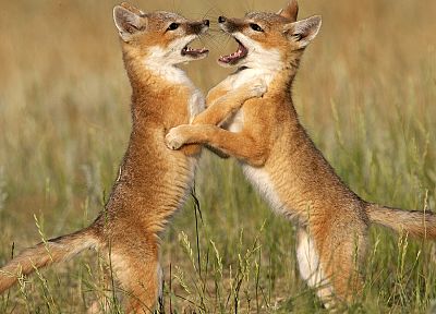 animals, foxes - duplicate desktop wallpaper