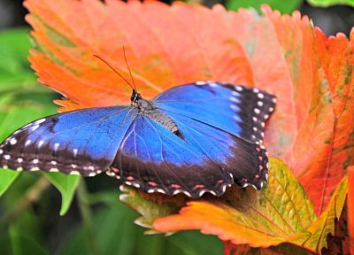 nature, animals, insects, leaves, butterflies - related desktop wallpaper