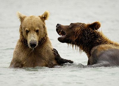 snow, animals, bears, brown bears - duplicate desktop wallpaper
