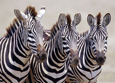 wildlife, zebras, Africa, Wild Africa - related desktop wallpaper