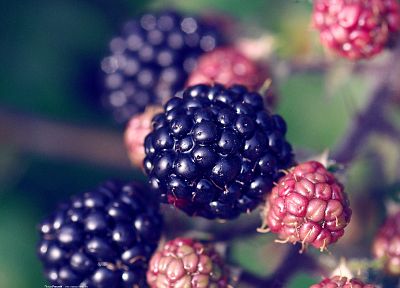 nature, sweets (candies), raspberries, berries, blackberries - desktop wallpaper