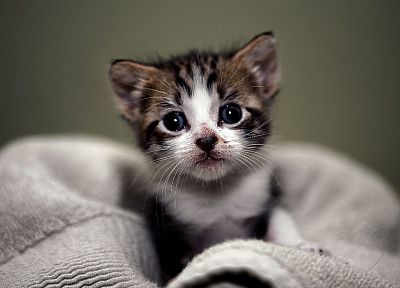 cats, animals, kittens - random desktop wallpaper