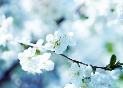 nature, flowers, spring, blossoms, macro, depth of field - related desktop wallpaper