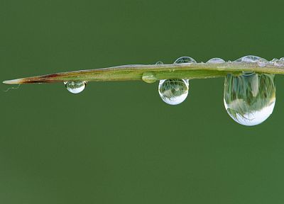 grass, blade, water drops, dew - random desktop wallpaper