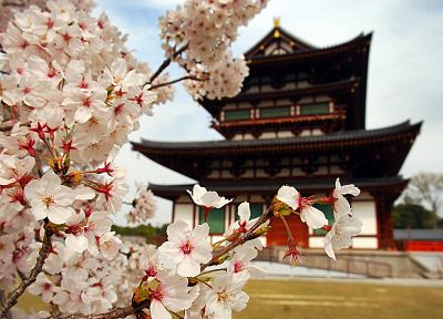 Japan, blossoms, temples, Asia - desktop wallpaper