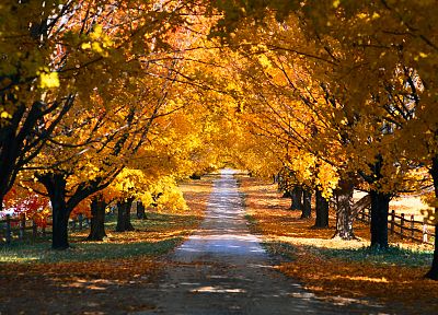 landscapes, trees, autumn, paths - duplicate desktop wallpaper