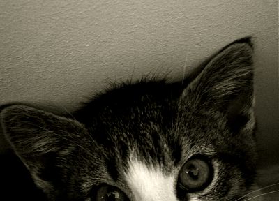 cats, kittens - duplicate desktop wallpaper