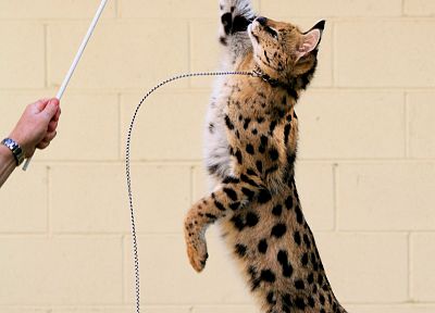 animals, jumping, collar, leash, serval - desktop wallpaper