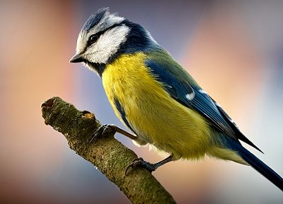 birds, blue tit - desktop wallpaper