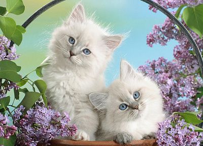 nature, cats, animals, kittens - random desktop wallpaper