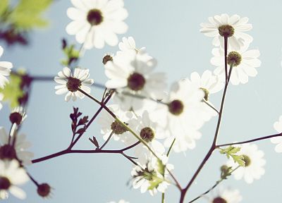 nature, flowers, white flowers - related desktop wallpaper