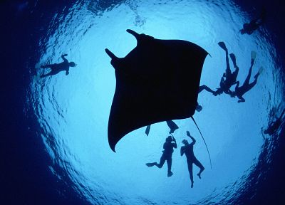 ocean, diver, underwater, manta ray - desktop wallpaper