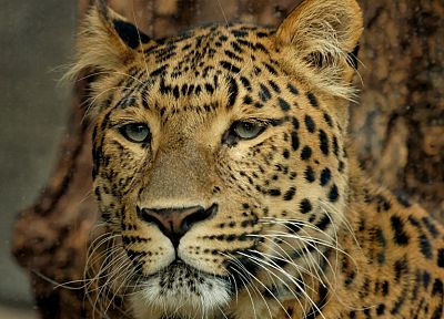 animals, wildlife, feline, leopards - duplicate desktop wallpaper