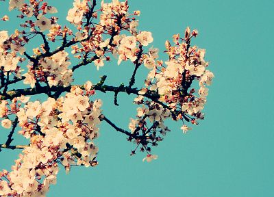 flowers, Magnolia - random desktop wallpaper