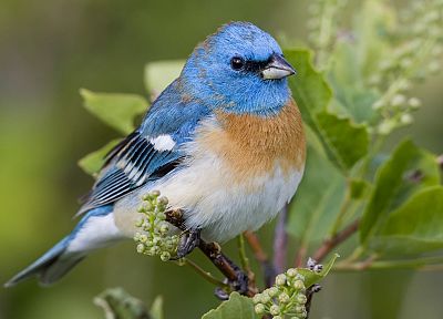 birds, Montana, Lazuli Bunting - desktop wallpaper