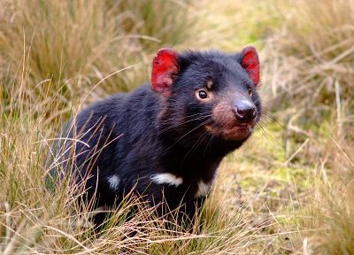animals, Tasmanian Devil - duplicate desktop wallpaper