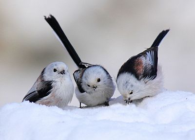 snow, birds, Long-tailed Tit - random desktop wallpaper