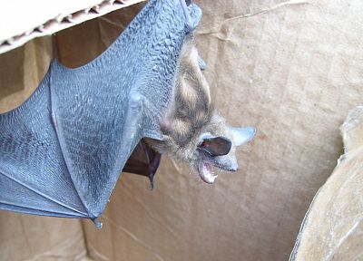bats - random desktop wallpaper