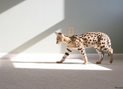 indoors, animals, sunlight, carpet, serval, wildcat - related desktop wallpaper