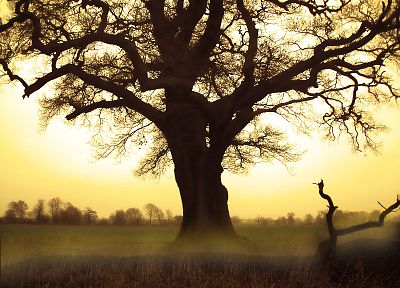 nature, trees, fog - desktop wallpaper