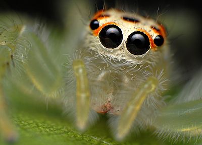 insects, macro, spiders, arachnids - desktop wallpaper