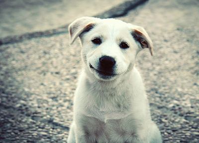 animals, dogs, puppies, smiling - duplicate desktop wallpaper