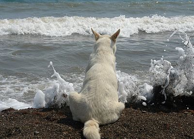 dogs, sea, beaches - duplicate desktop wallpaper