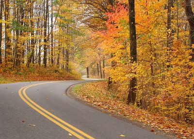 trees, autumn, roads - duplicate desktop wallpaper