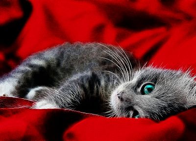 cats, blue eyes, red background - duplicate desktop wallpaper