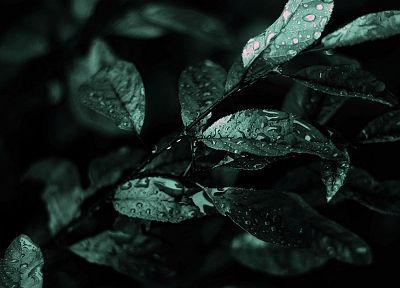 green, leaves, water drops - random desktop wallpaper