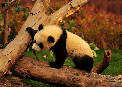 panda bears - desktop wallpaper