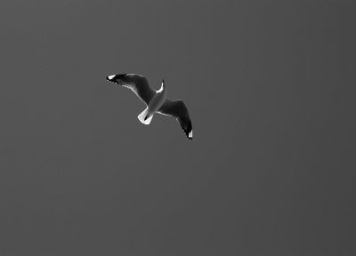 birds, seagulls, monochrome, skies - random desktop wallpaper