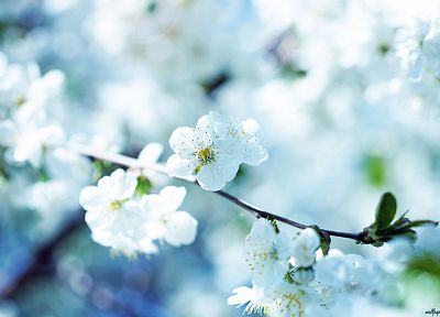 nature, spring, blossoms - random desktop wallpaper