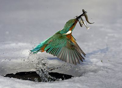 water, ice, birds, fish, kingfisher - desktop wallpaper