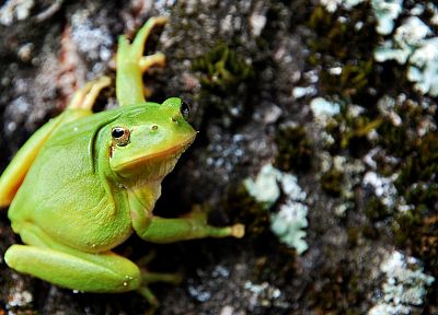 frogs, amphibians, tree frogs - desktop wallpaper