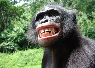 animals, monkeys, Bonobo - random desktop wallpaper