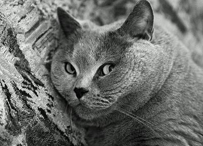 cats, animals, chubby, grayscale - related desktop wallpaper