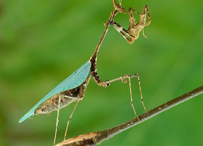 insects, mantis - random desktop wallpaper
