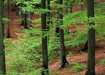 nature, forests, Sweden - random desktop wallpaper
