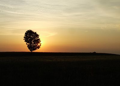 sunset, landscapes, nature, trees, fields - desktop wallpaper