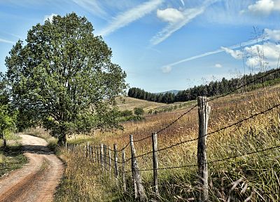 landscapes, nature, trees, fields, paths - related desktop wallpaper