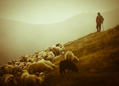 animals, sheep, Shielk - random desktop wallpaper