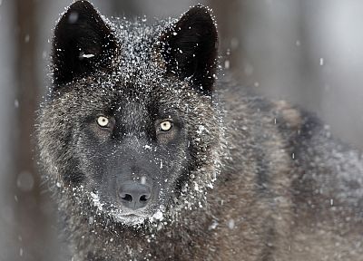 gray, wildlife, Canada, wolves - random desktop wallpaper